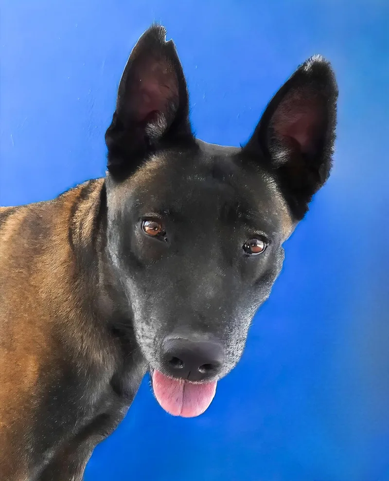 An adult large-sized female Belgian Shepherd / Malinois dog named Nutmeg for adoption in Pasadena, CA