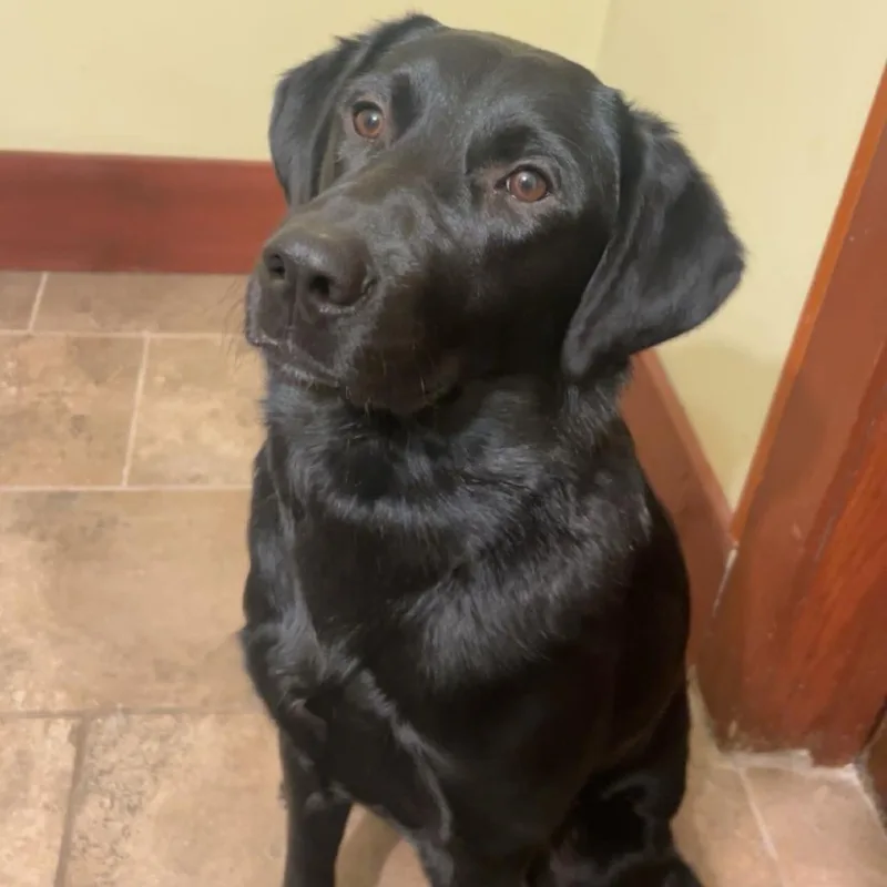 An adult small-sized male Black Labrador Retriever dog named Rio for adoption in Bristol, IN
