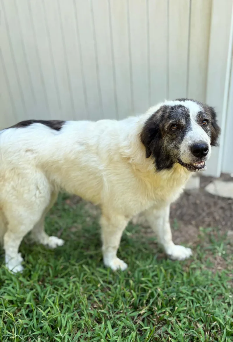 Sampson & Delilah  thumbnail 3