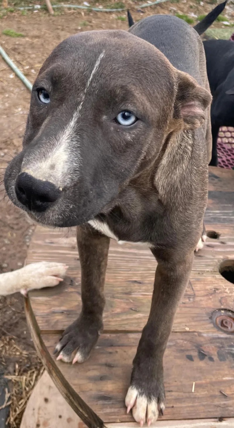 Trouble Twinkle thumbnail 2