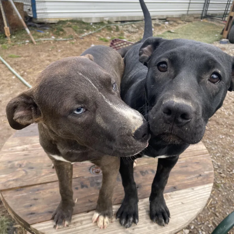 Trouble Twinkle thumbnail 4