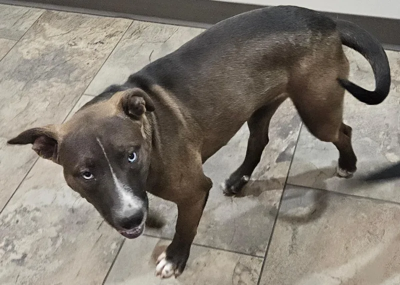 Trouble Twinkle thumbnail 5