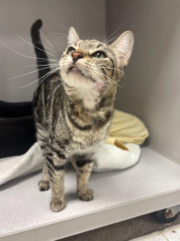 A young small-sized female Domestic Short Hair cat named Swirls for adoption in Los Angeles, CA