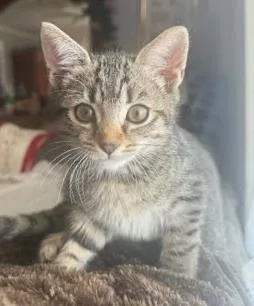 Flamingo thumbnail 2