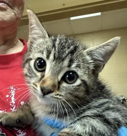 Flamingo thumbnail 3