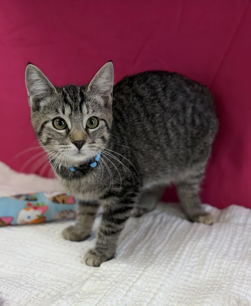 A baby medium-sized female Tabby (Brown / Chocolate) Domestic Short Hair cat named Bubbles for adoption in Bardstown, KY