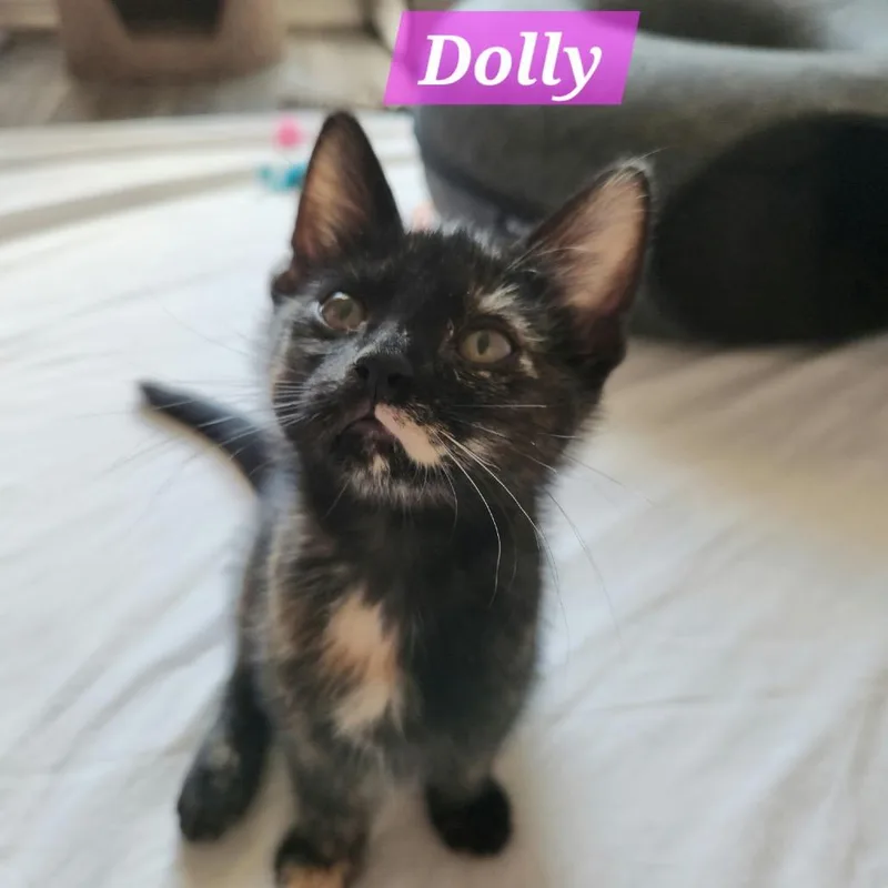 Dolly P.