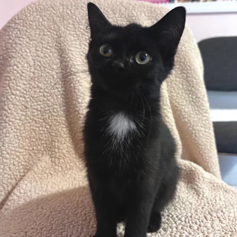 A baby small-sized male Black Domestic Short Hair cat named Fred Purrst for adoption in Belleville, IL