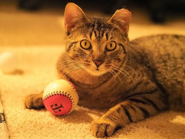 A young medium-sized male Domestic Short Hair cat named Stumpy for adoption in Shoreline, WA