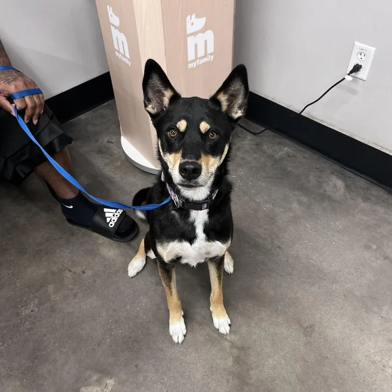 An adult medium-sized female Shepherd dog named Sky for adoption in Tampa, FL