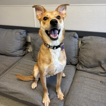An adult medium-sized male Apricot / Beige Mixed Breed dog named Gibby for adoption in Lansing, MI