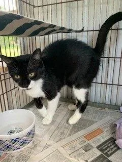 An adult medium-sized female Black & White / Tuxedo Domestic Short Hair cat named Pickles for adoption in Apollo, PA