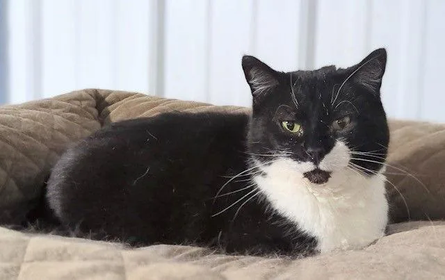 Pickles thumbnail 2