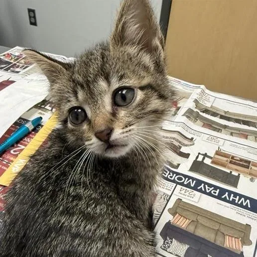 A baby small-sized female Gray / Blue / Silver Domestic Medium Hair cat named Rowdy for adoption in Jacksonville, FL