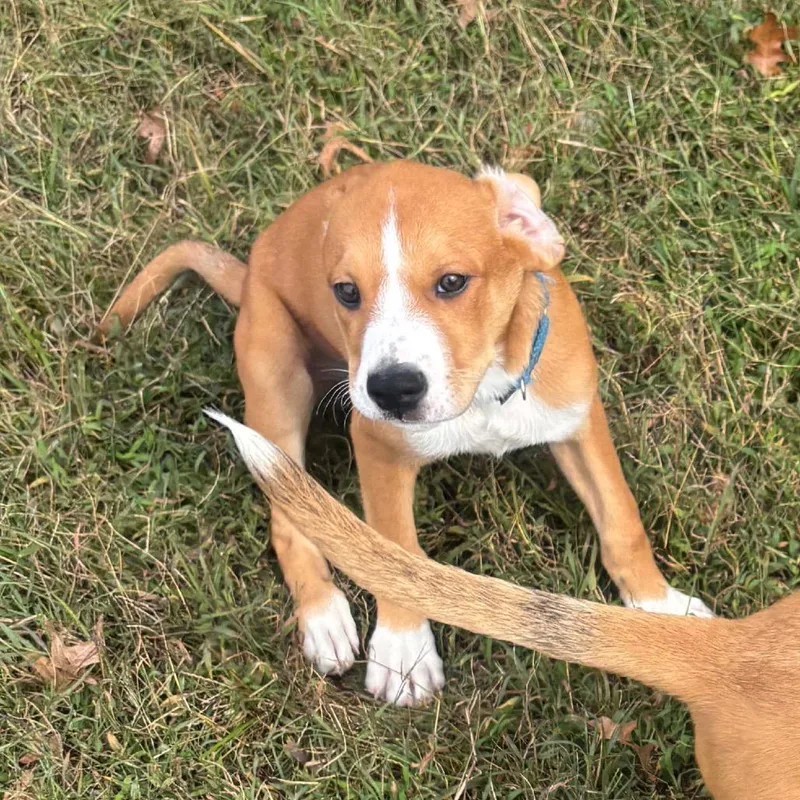 A baby large-sized male Mixed Breed dog named Fletch for adoption in Pasadena , MD