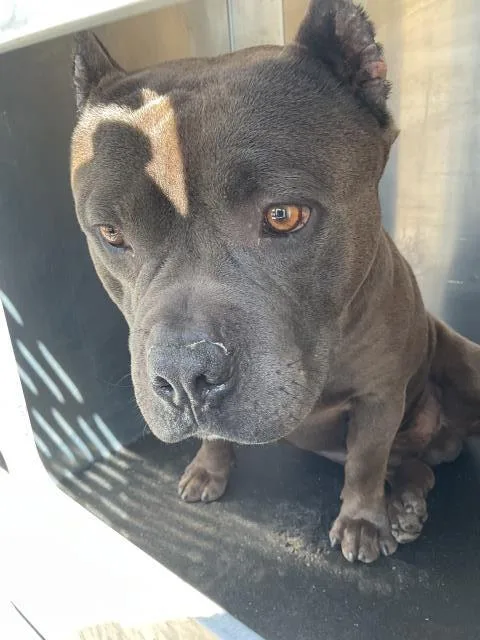 An adult medium-sized male Pit Bull Terrier dog named Ashton for adoption in Ontario, CA