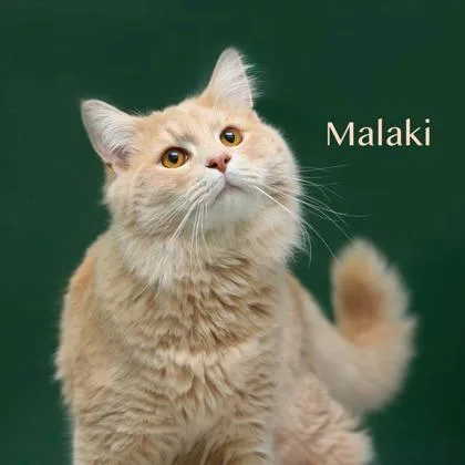 An adult large-sized male Domestic Medium Hair cat named Malaki for adoption in Parma, OH