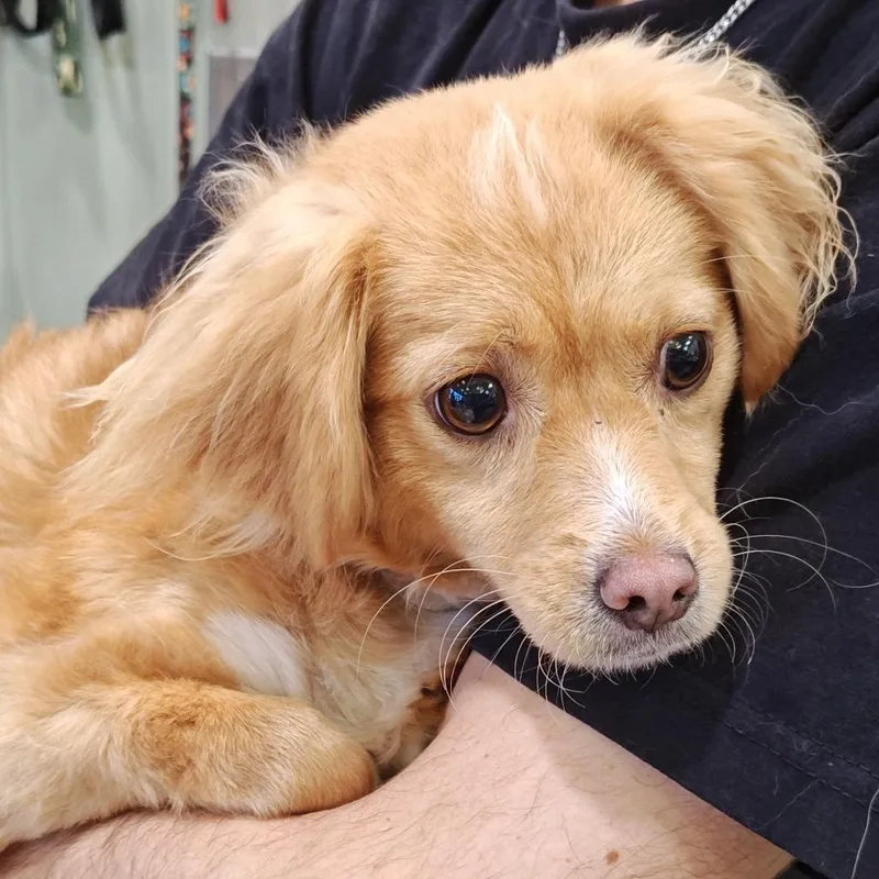 An adult small-sized female Yellow / Tan / Blond / Fawn Terrier dog named Shay for adoption in Upland, CA
