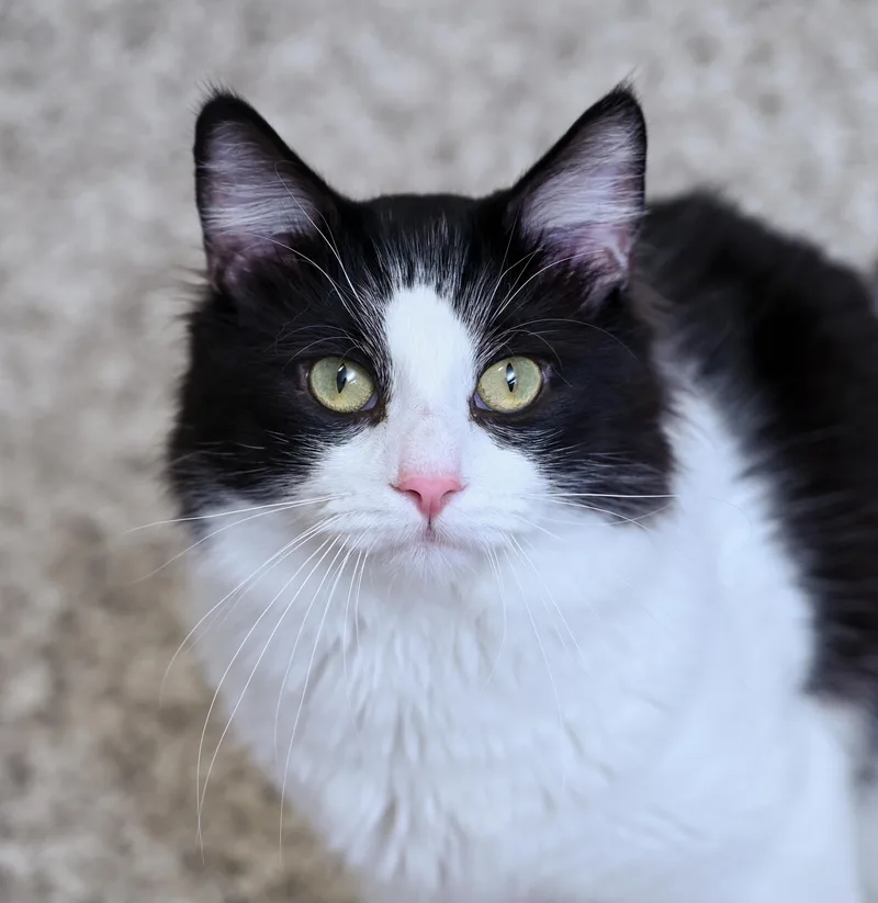 A young medium-sized male Black & White / Tuxedo Domestic Long Hair cat named Lokie for adoption in Chattanooga, TN