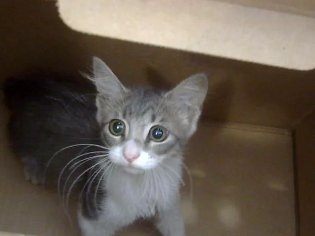 A baby medium-sized female Domestic Short Hair cat named Violet for adoption in Dallas, TX