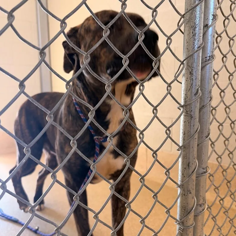 An adult large-sized male Mixed Breed dog named Poncho for adoption in Bristol, IN