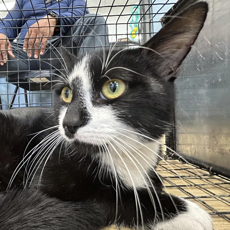A baby medium-sized female Black Domestic Short Hair cat named Ahnjstray for adoption in Newark, NJ