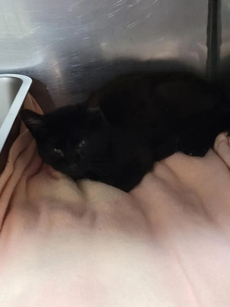 An adult small-sized male Black Domestic Short Hair cat named Leon for adoption in Linton, IN