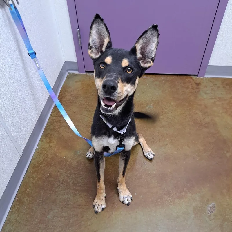 A young medium-sized female Black Doberman Pinscher dog named Heaven for adoption in Albuquerque, NM