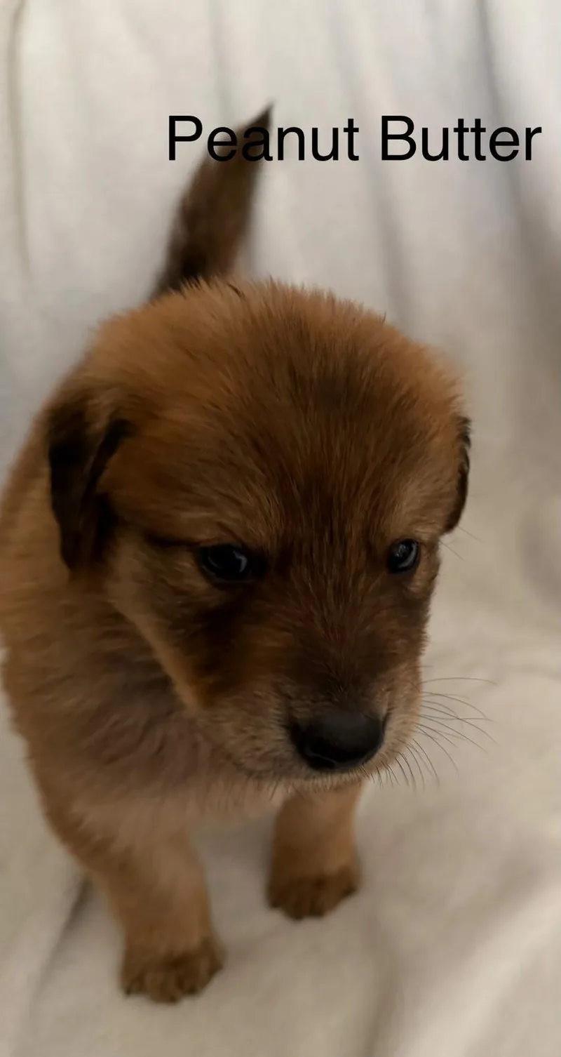 A baby small-sized male Labrador Retriever dog named Peanut Butter for adoption in Discovery Bay, CA