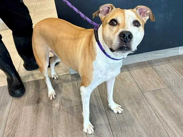 An adult large-sized female Mixed Breed dog named Bliss for adoption in Garland, TX