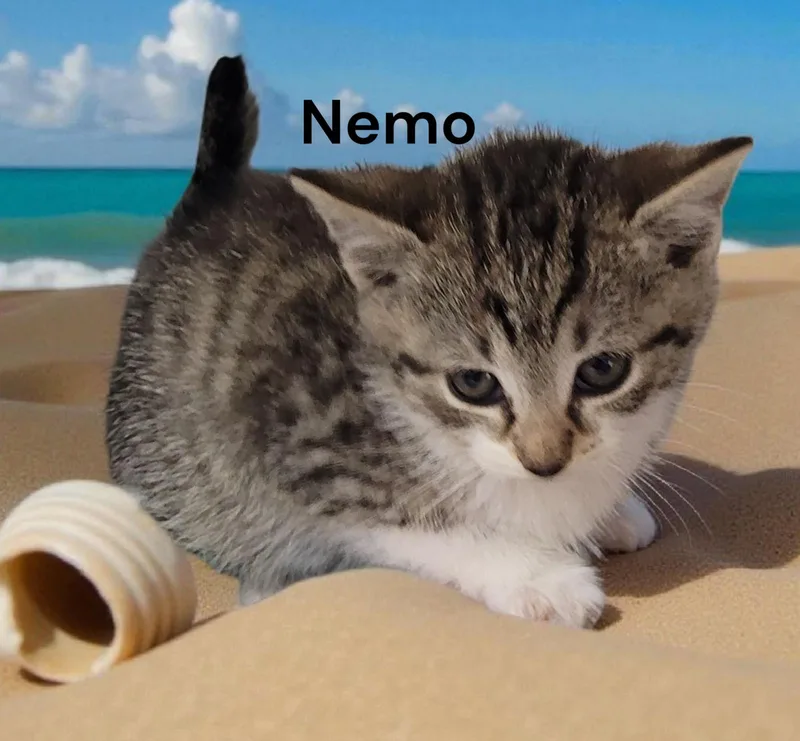 A young medium-sized male Tabby cat named Nemo for adoption in Weems, VA