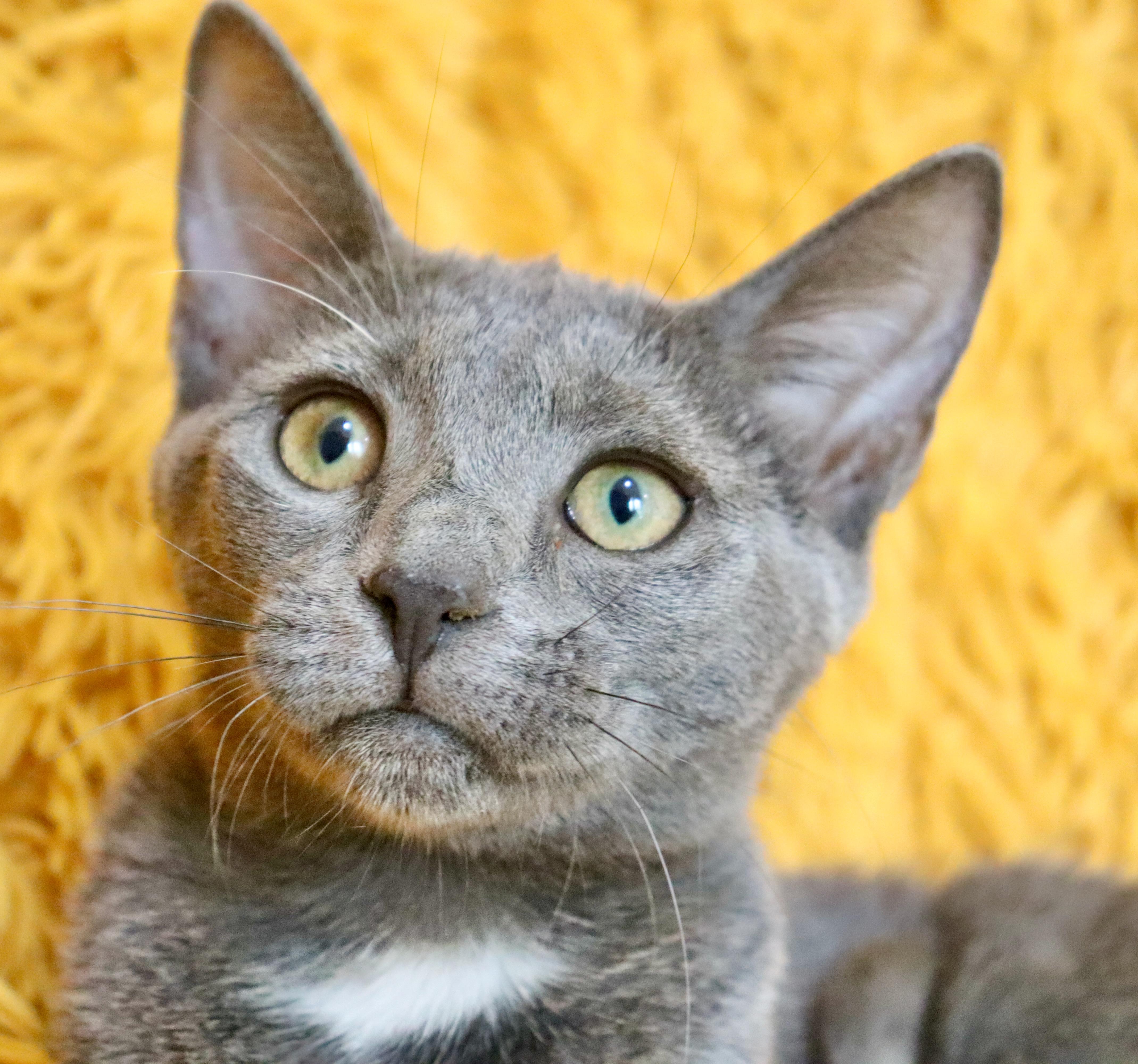 A baby medium-sized female Gray / Blue / Silver Russian Blue cat named Cher for adoption in Saint Augustine, FL