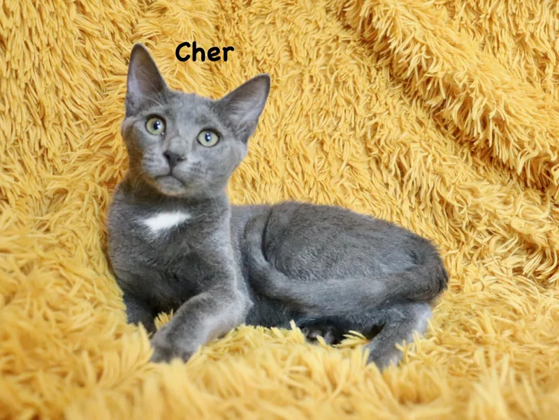 Cher thumbnail 5