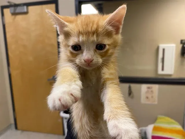 A baby small-sized female Domestic Short Hair cat named Moma for adoption in Modesto, CA