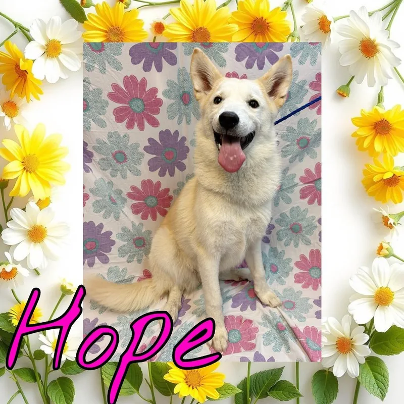 A young small-sized female White / Cream Great Pyrenees dog named Hope for adoption in Royse City, TX