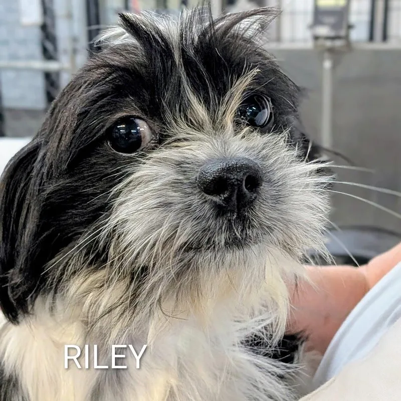 A young small-sized female Shih Tzu dog named Riley for adoption in St. George, UT