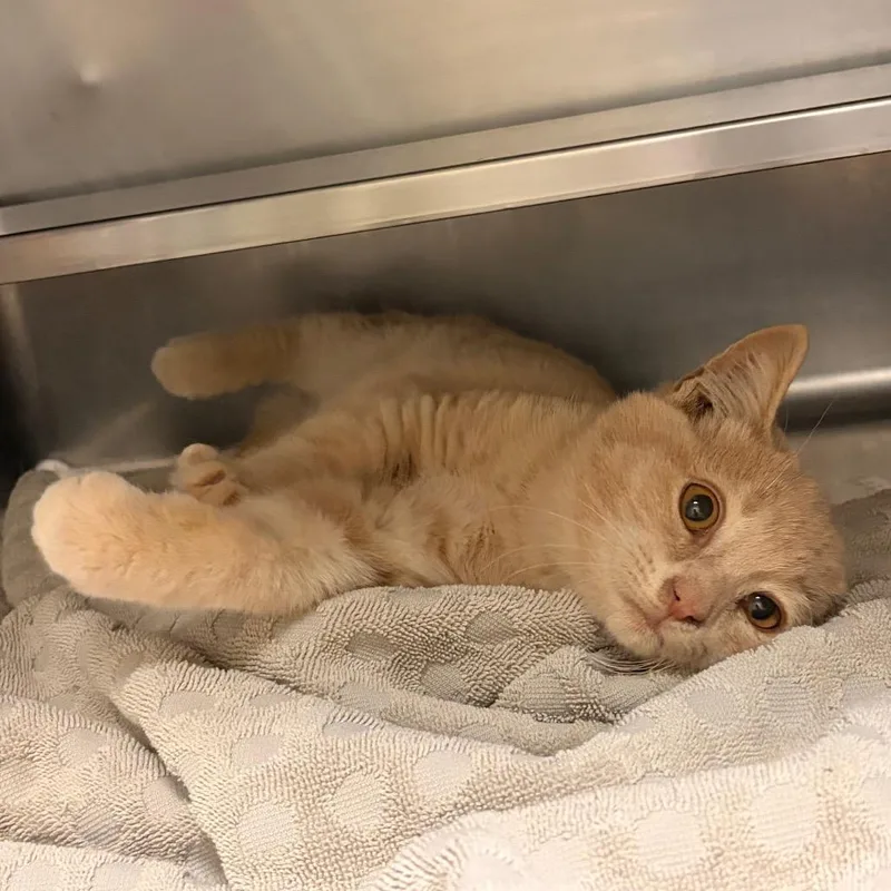 A baby small-sized male Buff / Tan / Fawn Domestic Short Hair cat named Gumball for adoption in Bristol, IN