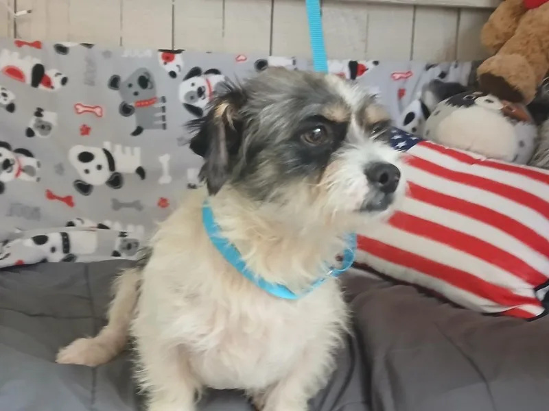 A young small-sized male Terrier dog named Veles for adoption in Fort Worth, TX