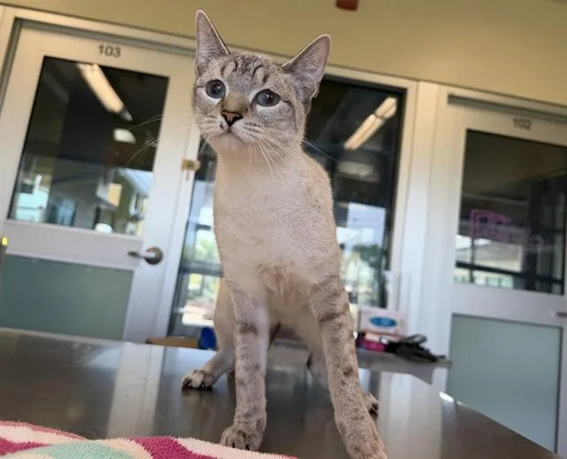 A young large-sized female Domestic Short Hair cat named Crimson for adoption in Grand Prairie, TX