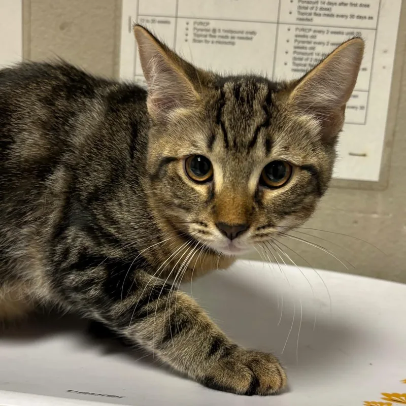 A baby small-sized male Domestic Short Hair cat named Cactus for adoption in Yuma, AZ