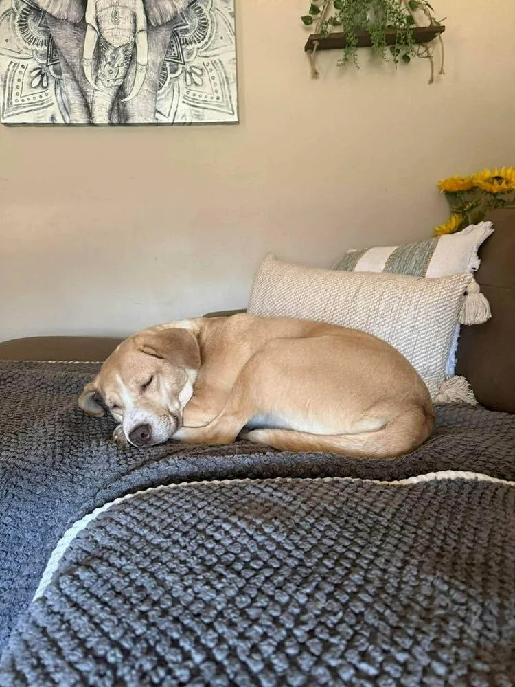 Rosie