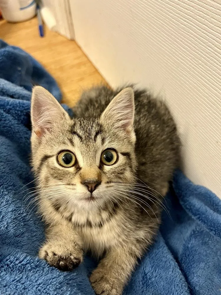 A baby small-sized female Gray / Blue / Silver Domestic Short Hair cat named Aretha Franklin for adoption in Emerald Isle, NC