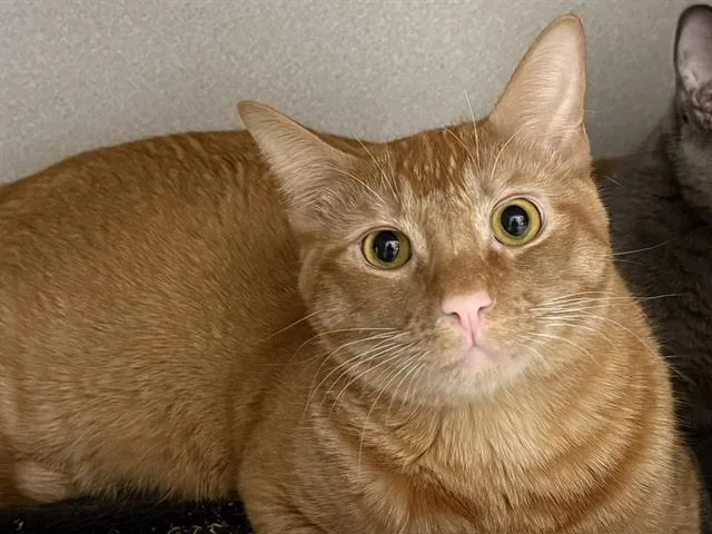 Achoo