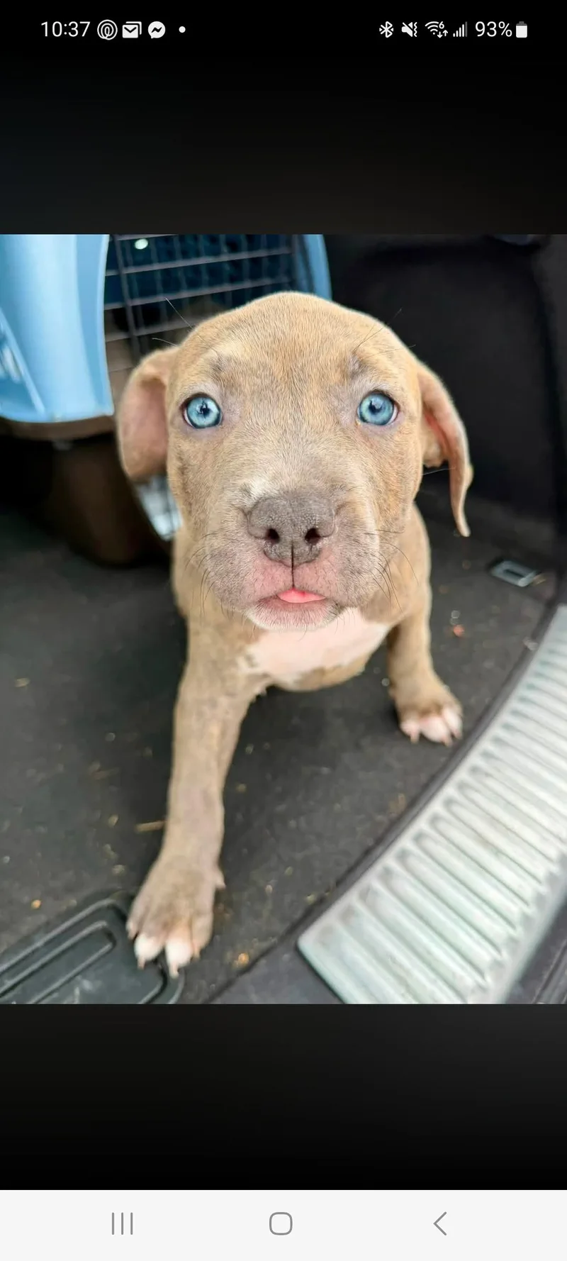 A baby medium-sized female Apricot / Beige Pit Bull Terrier dog named Lola for adoption in Lewis Center, OH