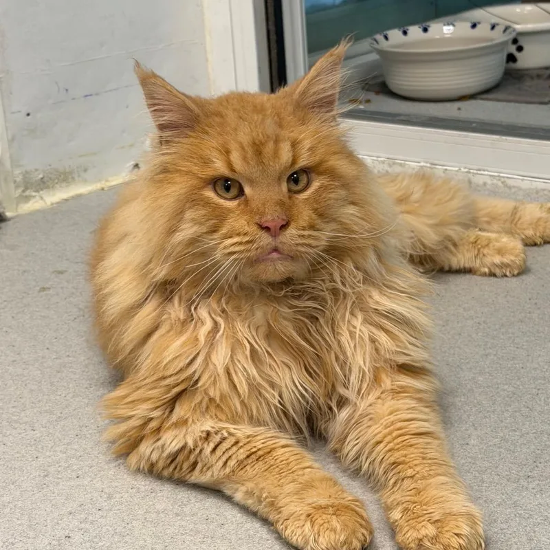 An adult large-sized male Orange / Red Maine Coon cat named Mozart for adoption in Hampton Bays, NY