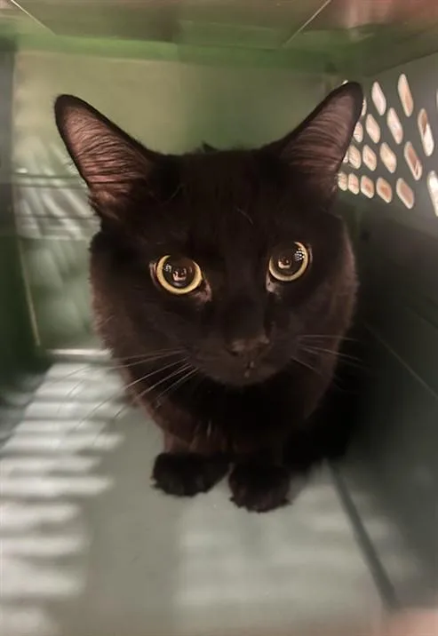 An adult small-sized male Domestic Short Hair cat named Chiquita for adoption in Derwood, MD