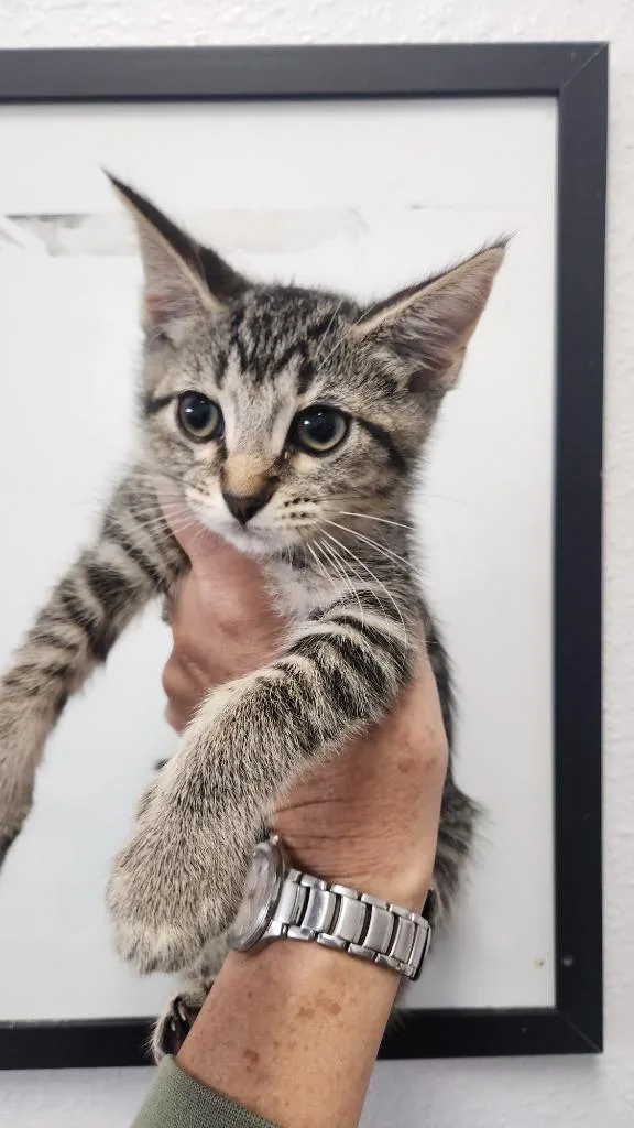 A baby small-sized female Domestic Short Hair cat named Joni for adoption in Brookings, OR