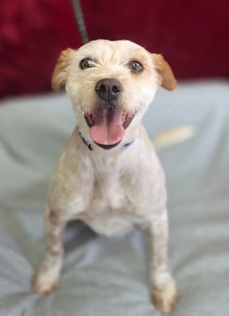 A young small-sized male Terrier dog named Scruffy for adoption in Brookings, OR