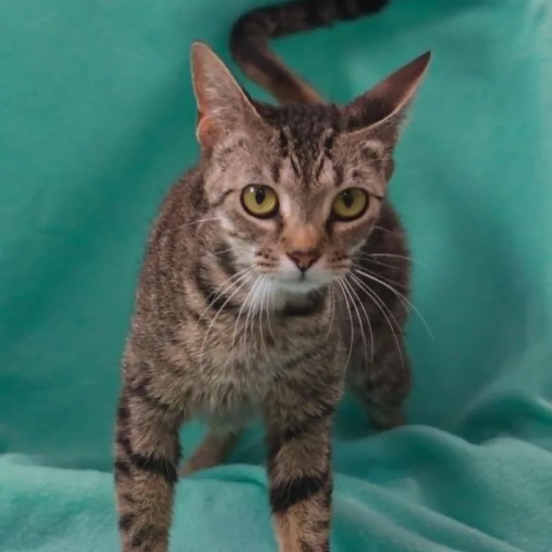 An adult medium-sized female Brown / Chocolate Domestic Short Hair cat named Scarlett for adoption in Madisonville, KY