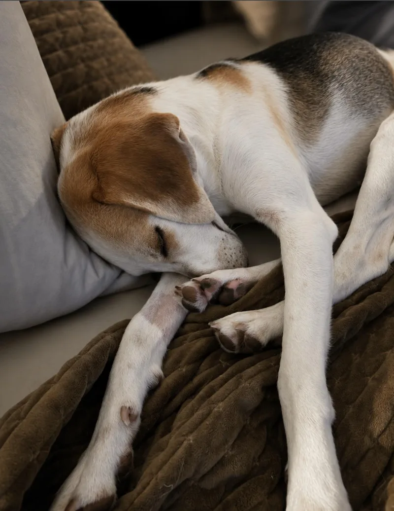 Molly thumbnail 2